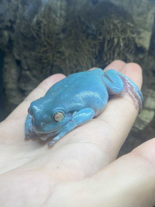 Żaba Samiec rzekotki szmaragdowej