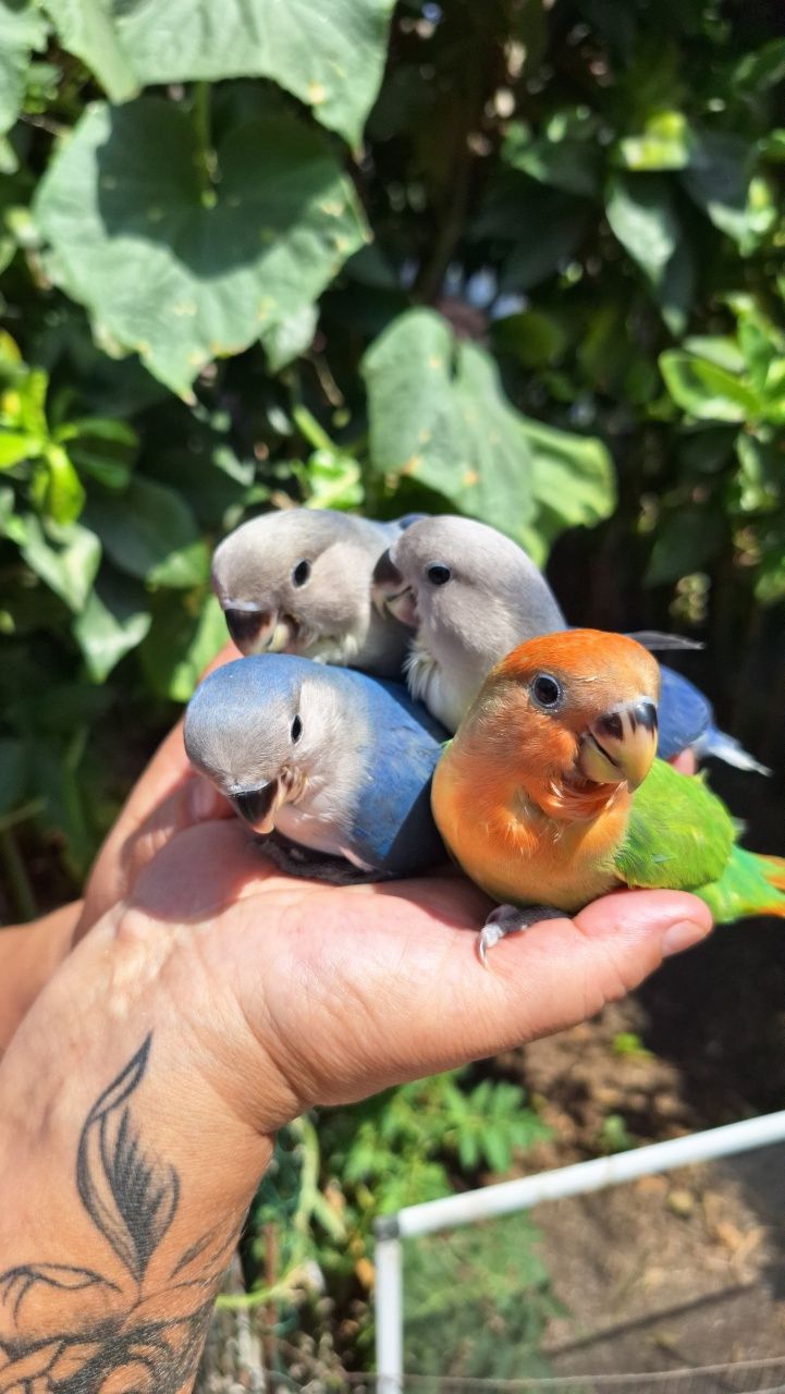 Vendo Agapornis Domesticados