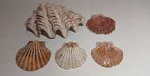 Conjunto de conchas para decoração