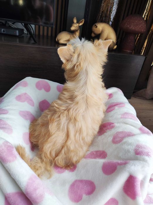 Yorkshire terrier golddust