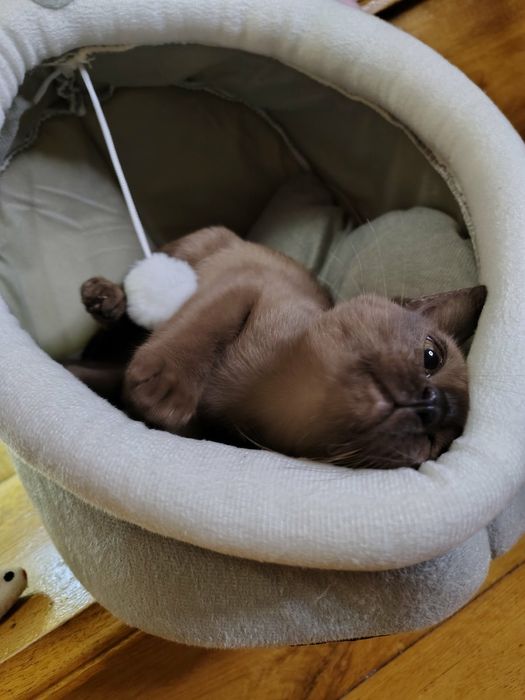 Бурма Европейская дівчата