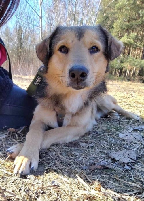 Bolek nadal bez domu. Pomocy