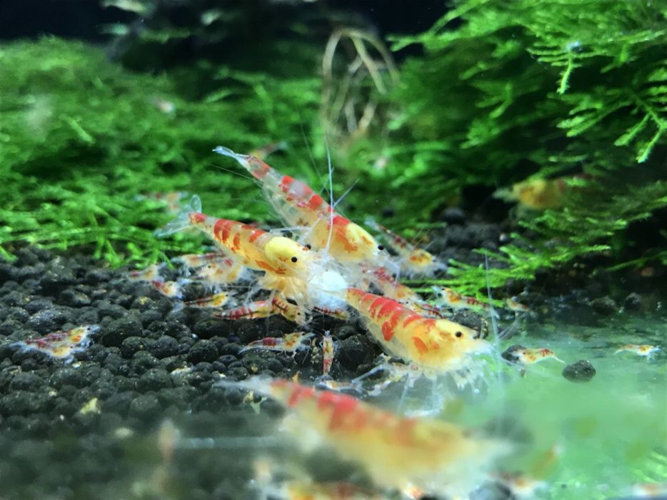 Krewetki calceo red dragon Sklep Zoologiczny Aqualife