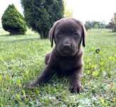 Szczeniak Labrador Retriever