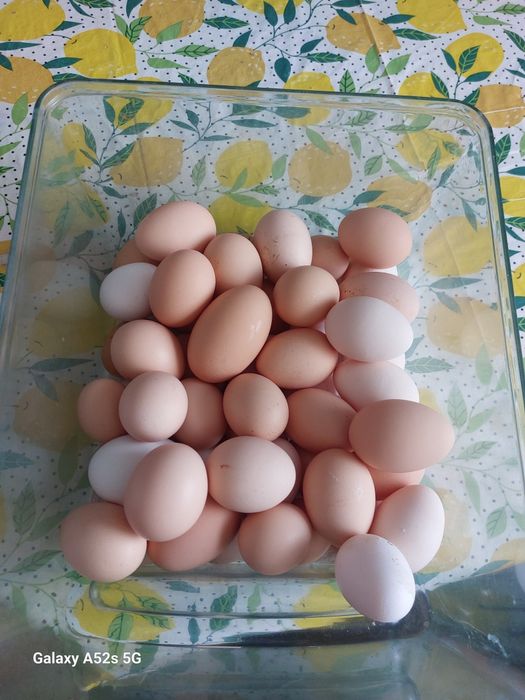 Sprzedaż Swojskich Jajek od Młodych kur