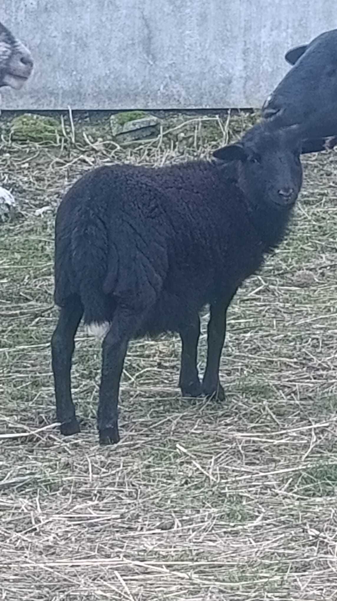 Owce Dorper  2 matki + 2 młode