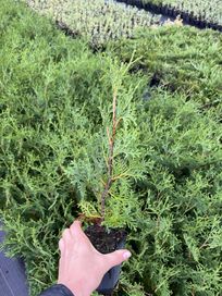 Thuja occidentalis Flevoland