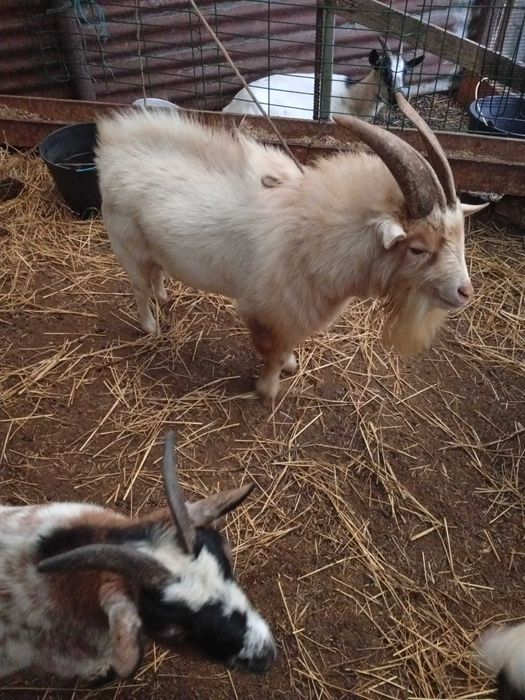 Cabrito excelente reprodutor