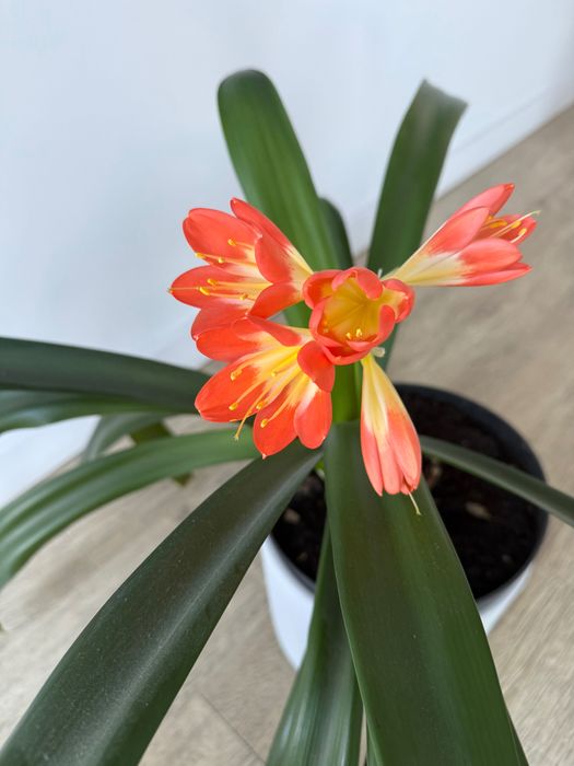 Kwiat doniczkowy kliwia