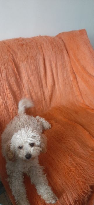 Той пудель дівчинка