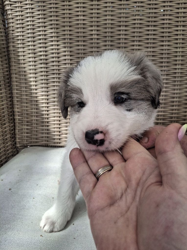 Border collie- chłopiec o oryginalnym umaszczeniu merle ZKwP