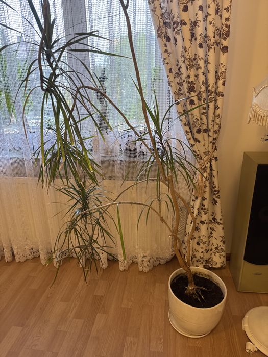 Kwiat-dracena duży