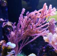 Pseudogorgonia koralowce akwarium morskie