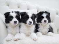 Border Collie piesek FCI, po Ch.Polski