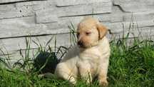 Labrador biszkoptowy piesek