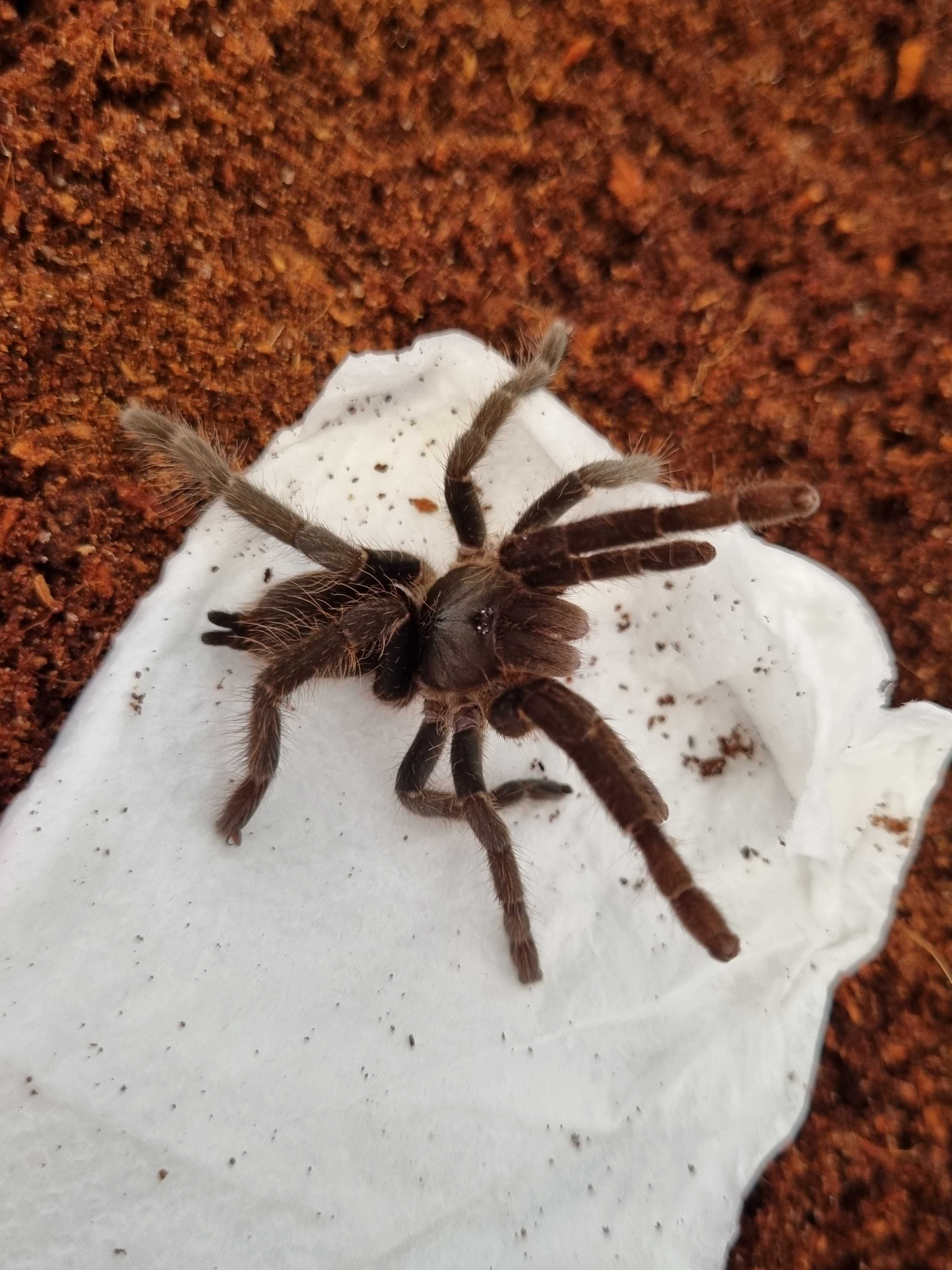 Ptasznik Hysterocrates gigas samica | pająk | Petmarket