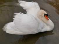 Cisnes brancos  adultos