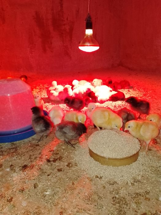 Курчата бройлери, м'ясояєчні, яєчні породи