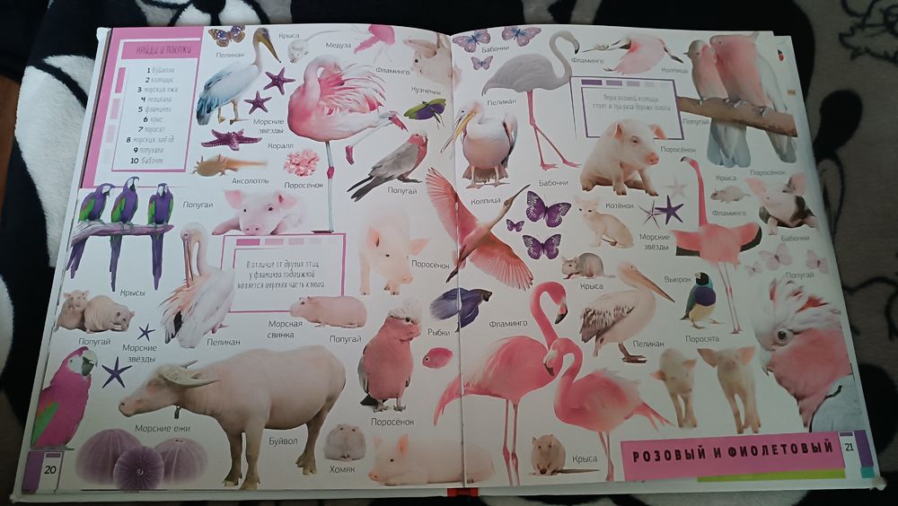 Книга Животные. Учим цвета и цифры