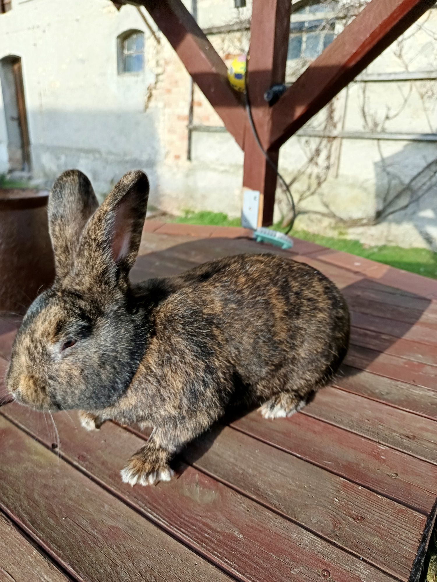 Samiec REX trójbarwny