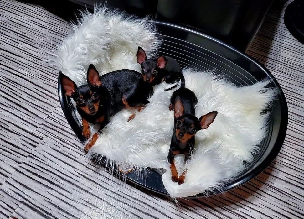 Praski Ratler - Ratlerek miniaturka - mini nie pinczer, nie chihuahua