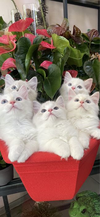 Котёнок, регдолл, Ragdoll, котик