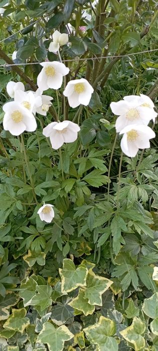 Гейхеры, анемона, хосты, астильба