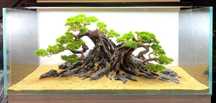 Drzewko bonsai do akwarium