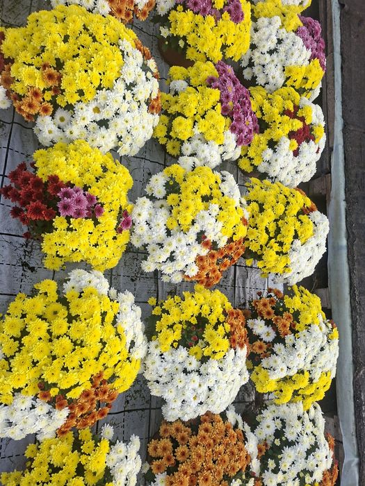 Chryzantemy drobnokwiatowe różne kolory 3-kolorowe wielkokwiatowe.