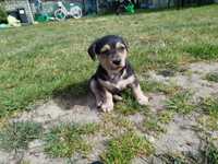 Pieski po Jack Russell terrier i psie w typie rasy york ZA DARMO