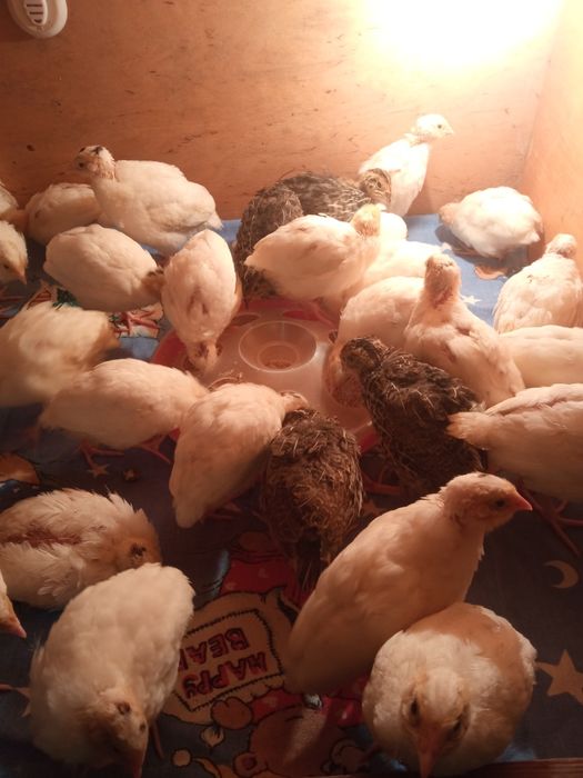 Перепілки,інкубаційне-харчове яйце породи англійська біла,фараон,фенік