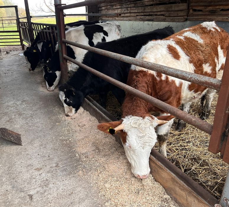 Jałówki do inseminacji, różne rasy, hf, mieszance simental