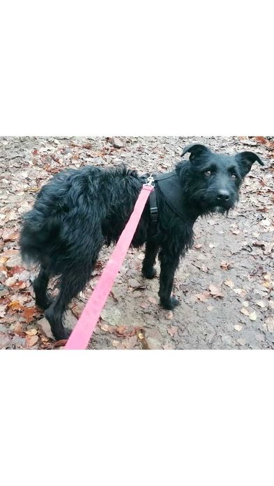 AKTYWNY, szorstkowłosy, ŚREDNI (15kg)-możliwy dowóz