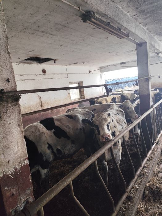 Jałówki wysokocielne