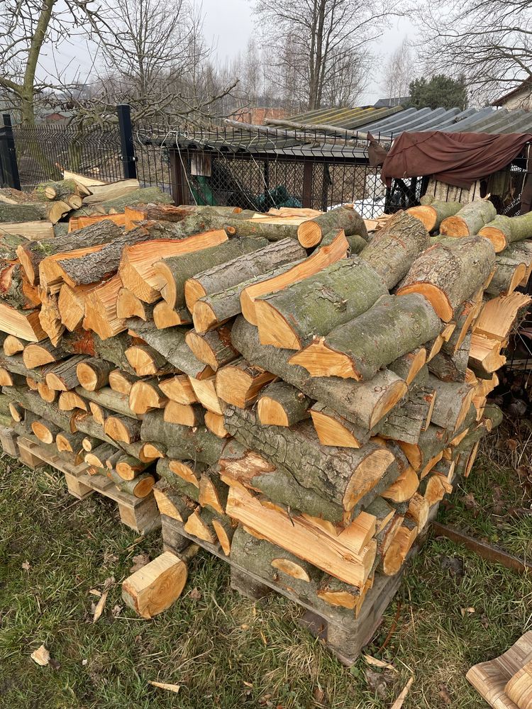 Drzewo dąb,olcha,wierzba