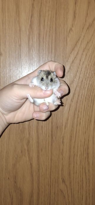 Sprzedam 5 chomików dżungarskich cena do negocjacji