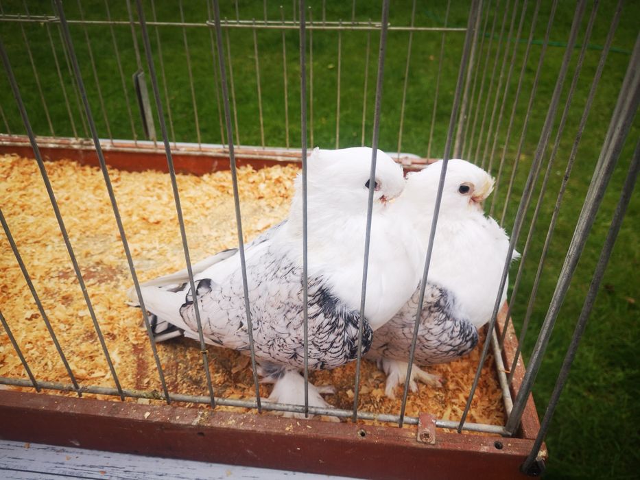 Mewki Orientalne Satynety