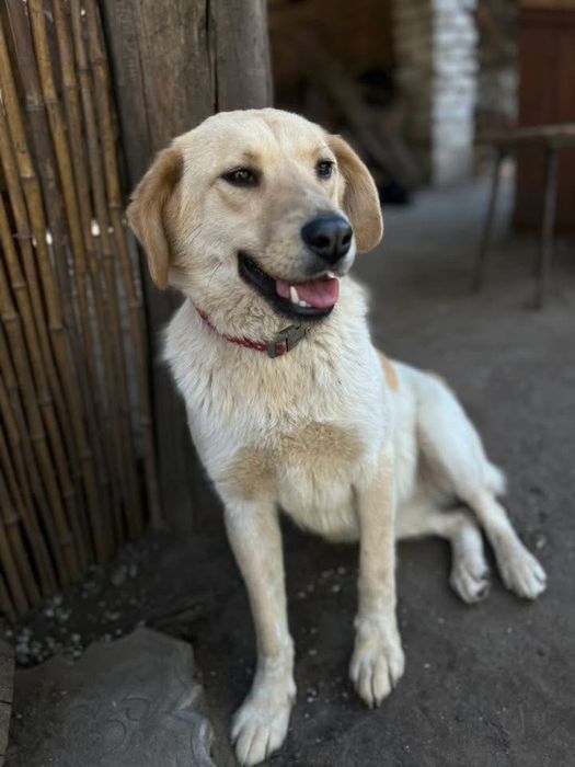 Добрая и стерилизованая собака Битуля