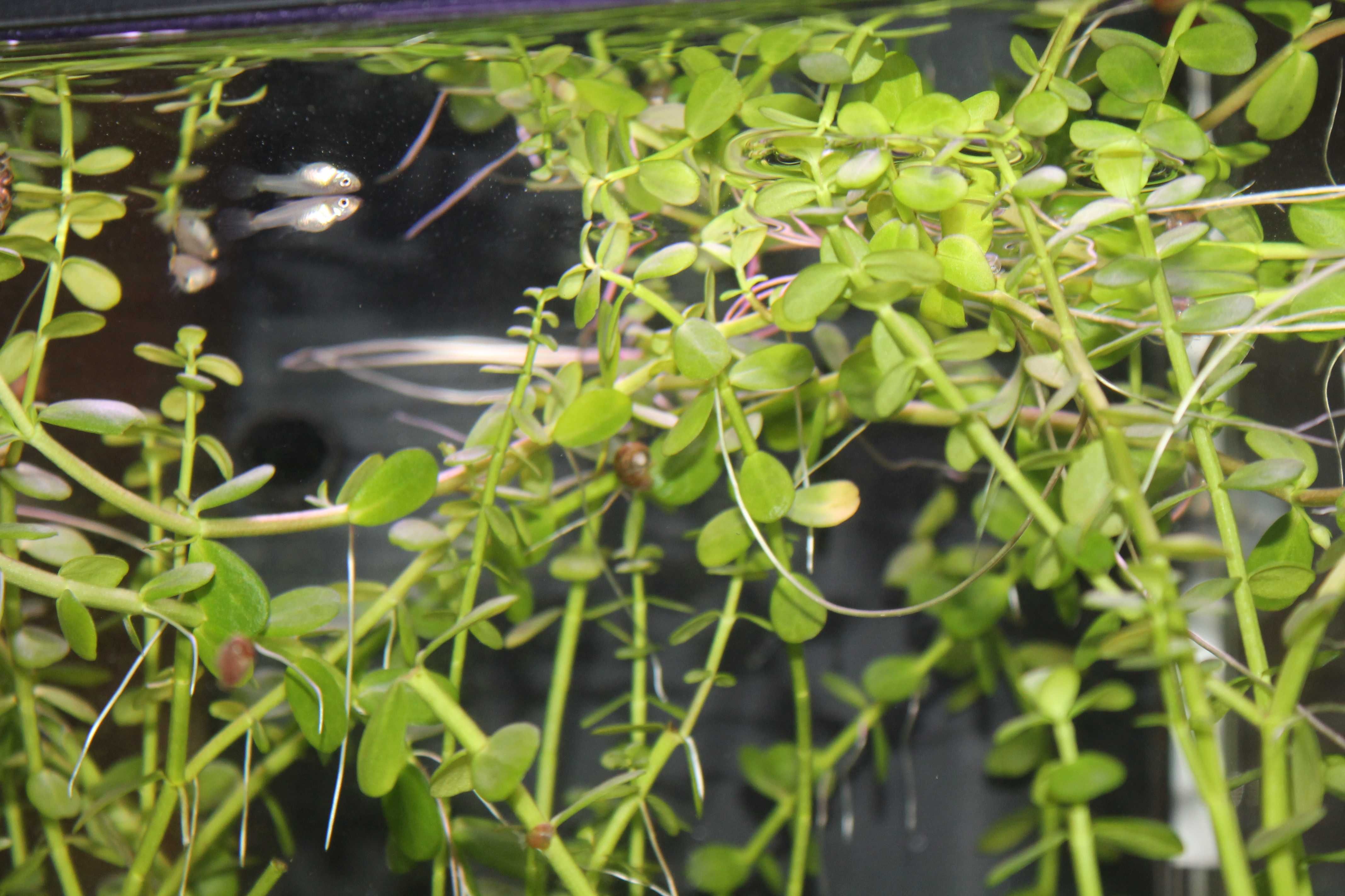 Rotala Indica (planta de aquário) (faço envios)