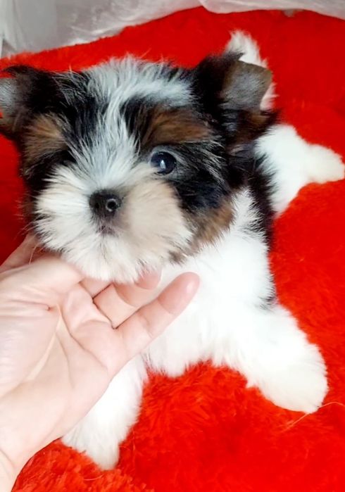 Мини и стандарт детки  бивер йорк  до 2 кг