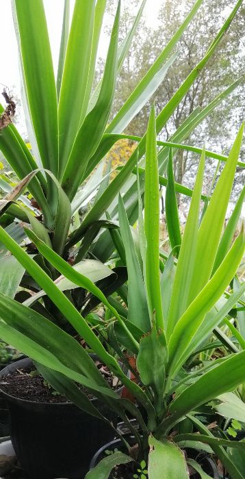Yuca - planta em vaso