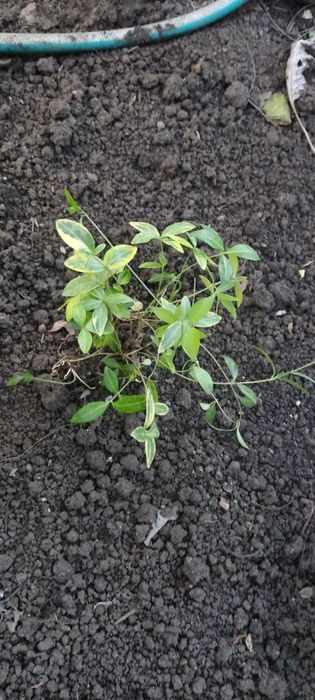 Барвинок пестролистный вечнозеленый почвопокровник