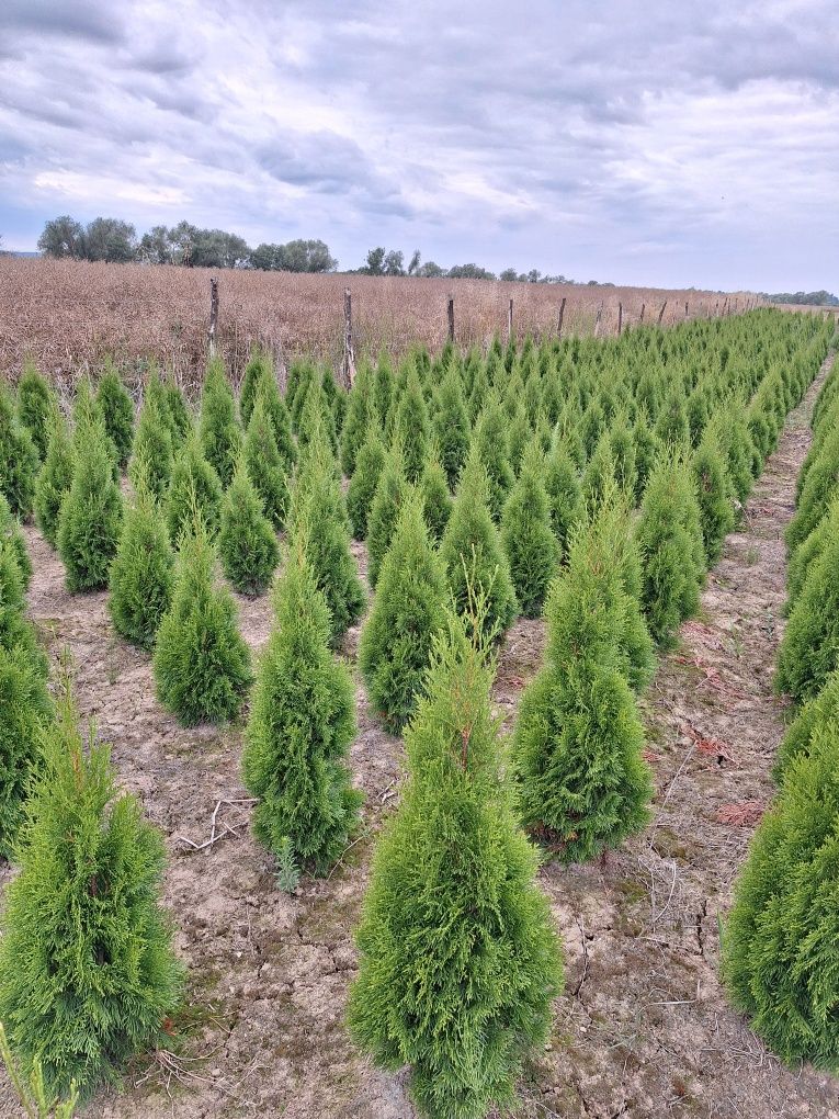 Sprzedam Thuja Szmaragd