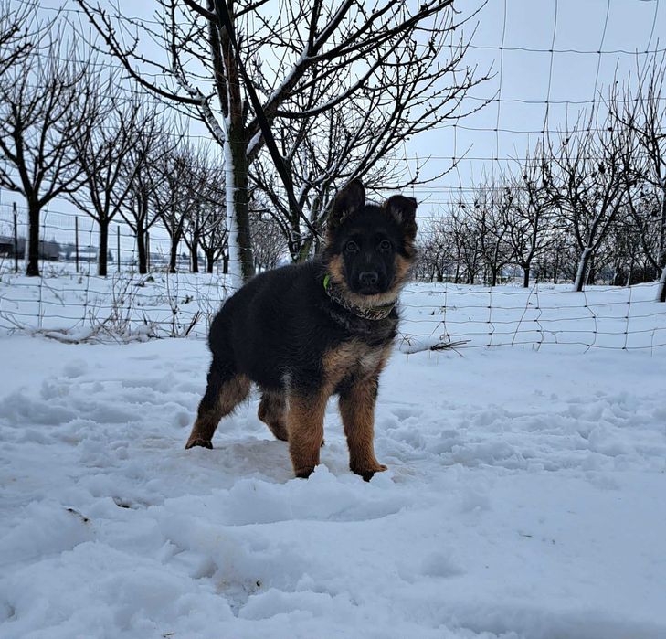 Owczarek Niemiecki długowłosy FCI