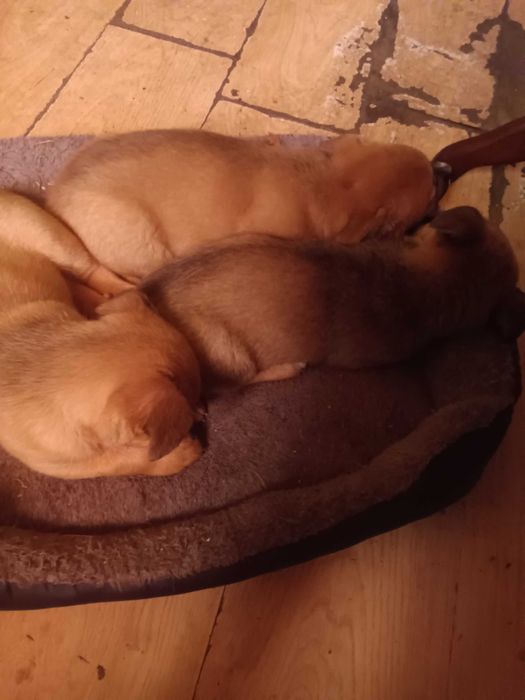 Oddam za darmo szczenięta