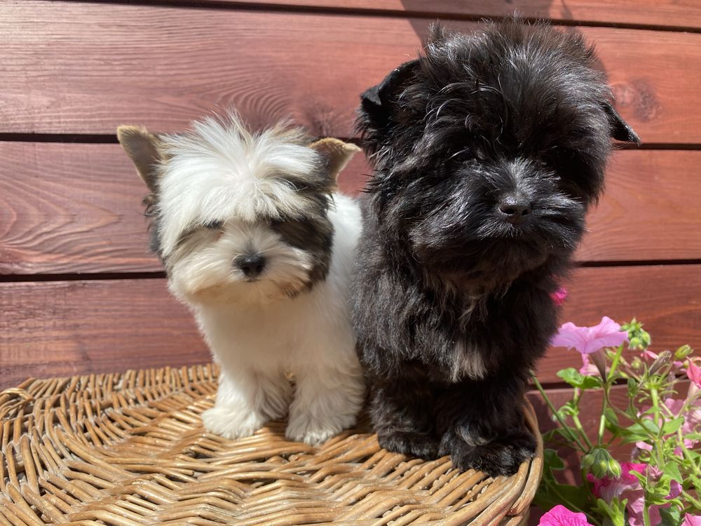 Black & White - black - Yorkshire  Terrier - biewer