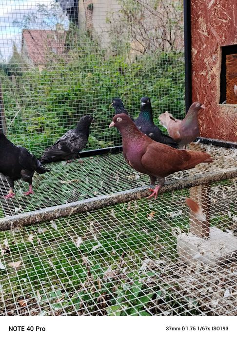 Tiplery Zagłębiowskie