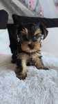 Yorkshire terrier stalowo-złoty,piesek