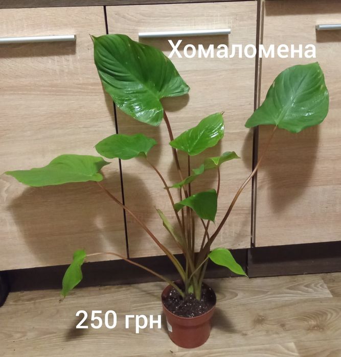 Азалія, драцена, нейтера, сансевієрія муншайн, маранта, хомаломена