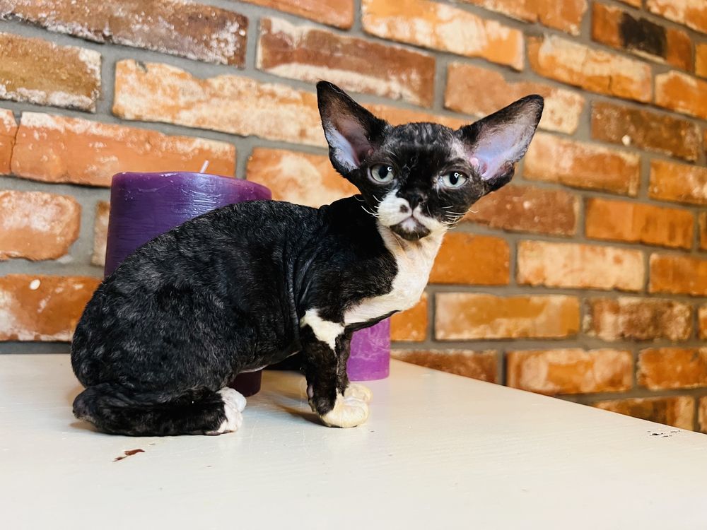 Devon Rex - przepiekna  kotka